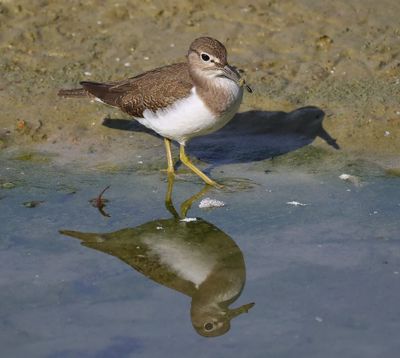 Oeverloper - Common Sandpiper