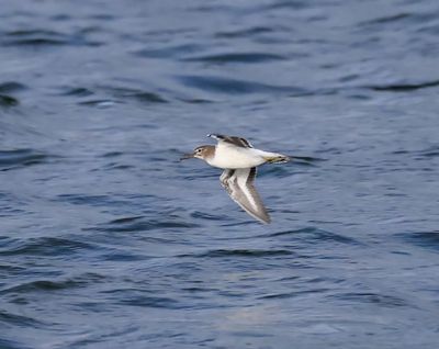 Oeverloper - Common Sandpiper