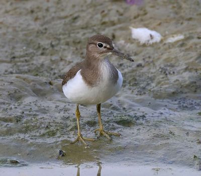 Oeverloper - Common Sandpiper