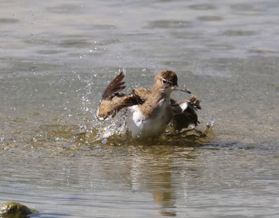Oeverloper - Common Sandpiper