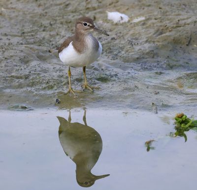 Oeverloper - Common Sandpiper