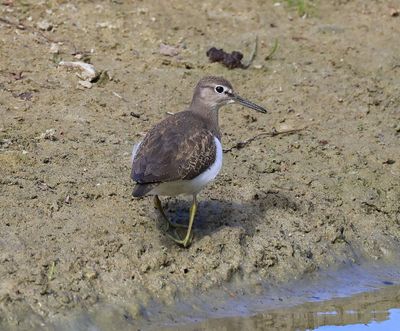 Oeverloper - Common Sandpiper
