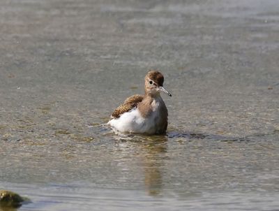 Oeverloper - Common Sandpiper
