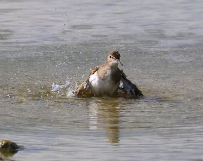 Oeverloper - Common Sandpiper