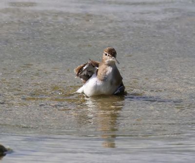 Oeverloper - Common Sandpiper