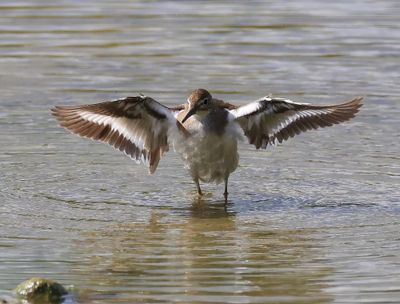 Oeverloper - Common Sandpiper