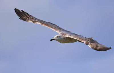 Pontische Meeuw - Caspian Gull