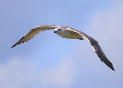 Pontische Meeuw - Caspian Gull