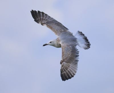 Pontische Meeuw - Caspian Gull