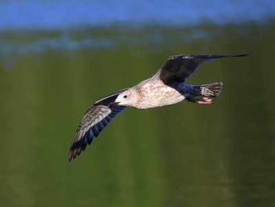 Pontische Meeuw - Caspian Gull