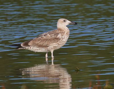 Pontische Meeuw - Caspian Gull