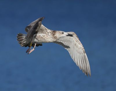 Pontische Meeuw - Caspian Gull
