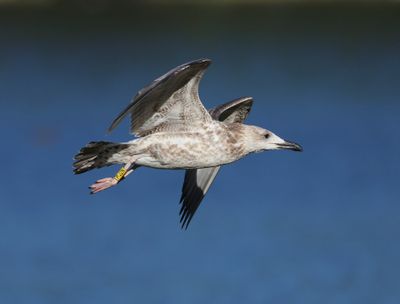 Pontische Meeuw - Caspian Gull
