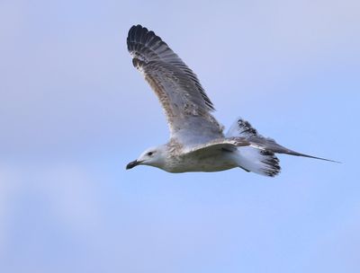 Pontische Meeuw - Caspian Gull