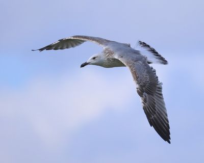 Pontische Meeuw - Caspian Gull