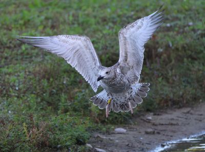 Pontische Meeuw - Caspian Gull