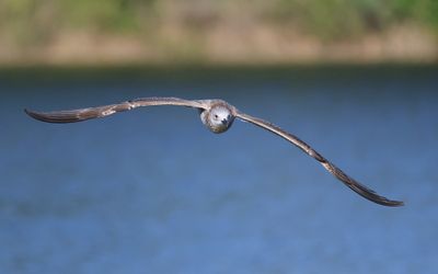 Pontische Meeuw - Caspian Gull