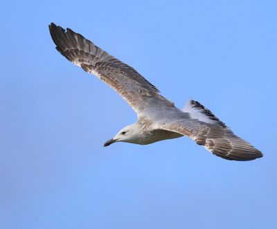 Pontische Meeuw - Caspian Gull