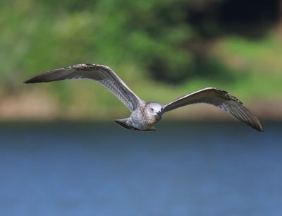 Pontische Meeuw - Caspian Gull