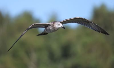 Pontische Meeuw - Caspian Gull