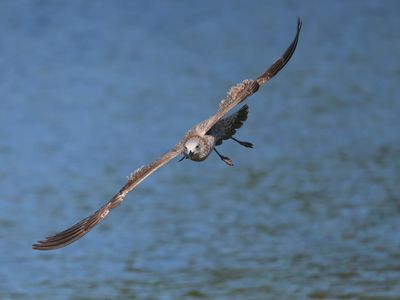 Pontische Meeuw - Caspian Gull