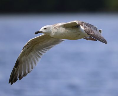 Pontische Meeuw - Caspian Gull