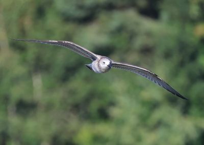 Pontische Meeuw - Caspian Gull