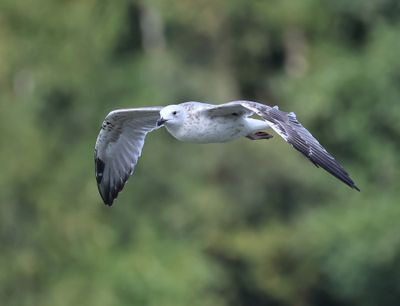 Pontische Meeuw - Caspian Gull