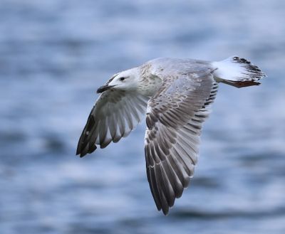 Pontische Meeuw - Caspian Gull