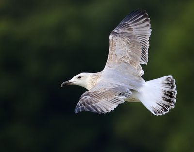 Pontische Meeuw - Caspian Gull
