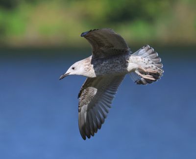 Pontische Meeuw - Caspian Gull
