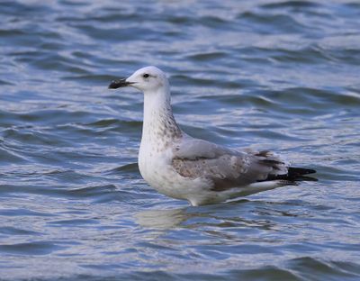 Pontische Meeuw - Caspian Gull