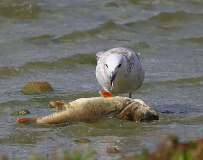 Pontische Meeuw - Caspian Gull