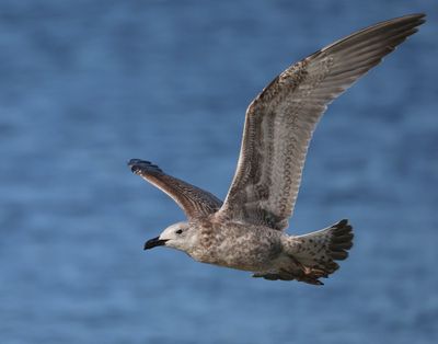 Pontische Meeuw - Caspian Gull