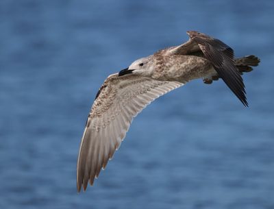 Pontische Meeuw - Caspian Gull