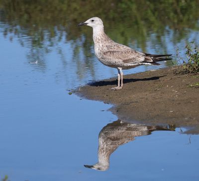 Pontische Meeuw - Caspian Gull