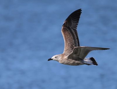 Pontische Meeuw - Caspian Gull