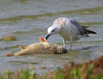 Pontische Meeuw - Caspian Gull
