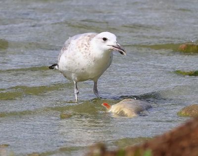 Pontische Meeuw - Caspian Gull