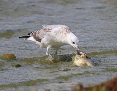 Pontische Meeuw - Caspian Gull