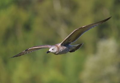 Pontische Meeuw - Caspian Gull