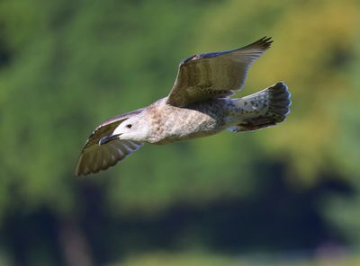 Pontische Meeuw - Caspian Gull