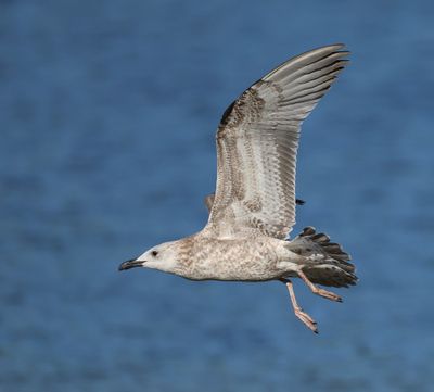 Pontische Meeuw - Caspian Gull