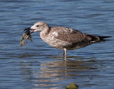 Pontische Meeuw - Caspian Gull