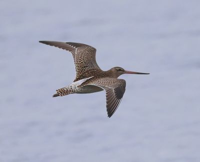 Rosse Grutto - Bar-tailed Godwit