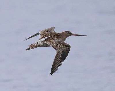 Rosse Grutto - Bar-tailed Godwit
