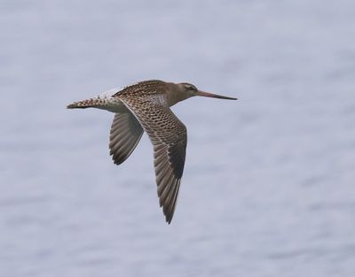 Rosse Grutto - Bar-tailed Godwit