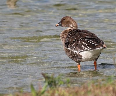 Toendrarietgans - Tundra Bean Goose