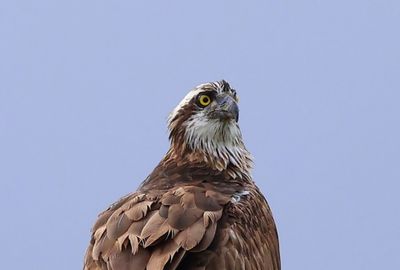 Visarend - Osprey