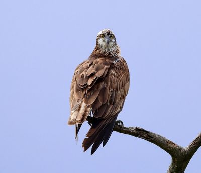 Visarend - Osprey